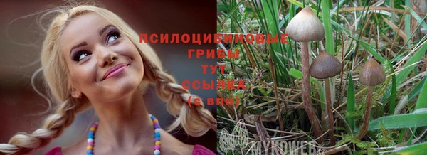 дмт Богданович